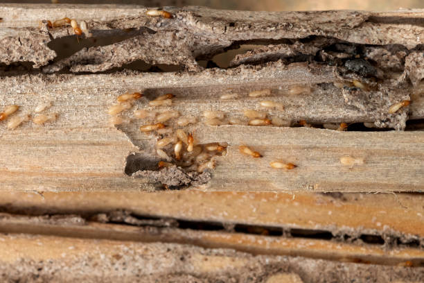  Lochbuie, CO Pest Control Pros