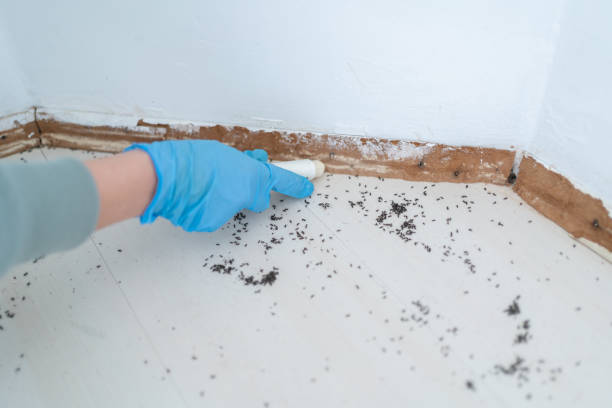 Best Pest Control for Businesses  in Lochbuie, CO
