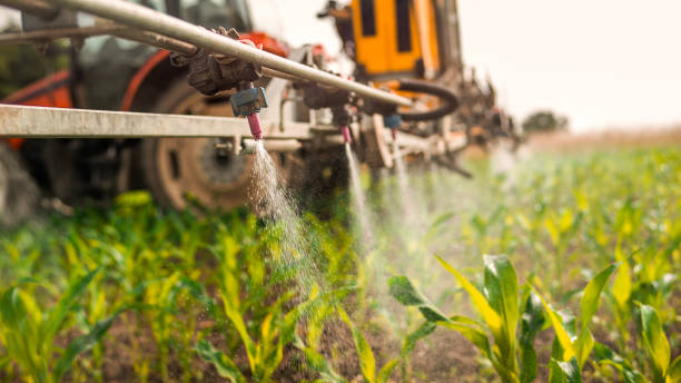 Best Ant Control Services  in Lochbuie, CO